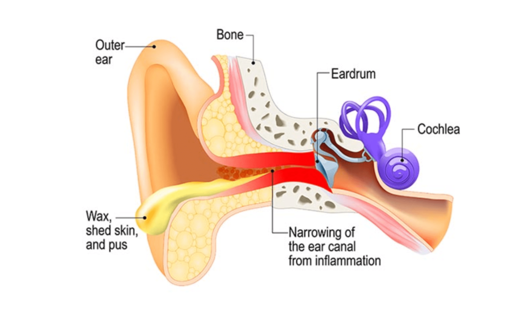 ear